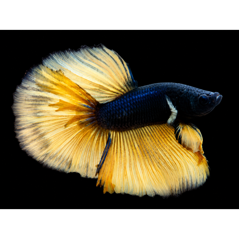 BETTA MACHO MEDIA LUNA MUSTARD GAS 5-6 CM ( FOTO REAL)