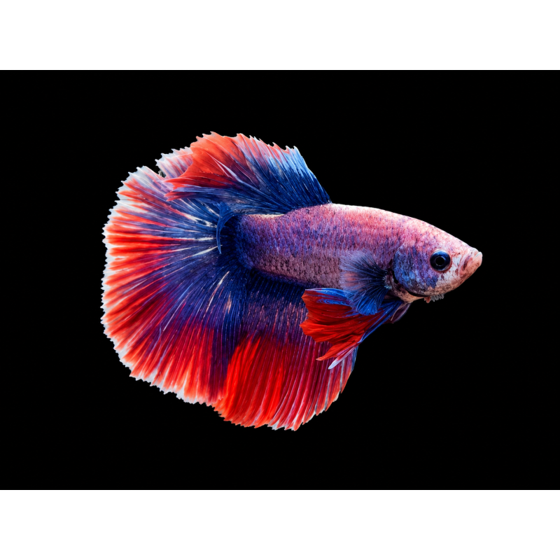 BETTA MACHO MEDIA LUNA MUSTARD GAS 5-6 CM (FOTO REAL)