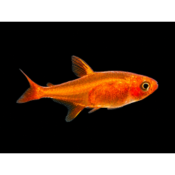TETRA AMBAR