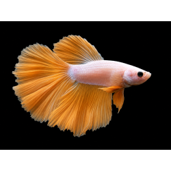 BETTA MACHO MEDIA LUNA MUSTARD GAS 5-6 CM (FOTO REAL)