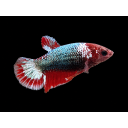 BETTA HEMBRA PLAKAT FANCY 4-5 CM (FOTO REAL)