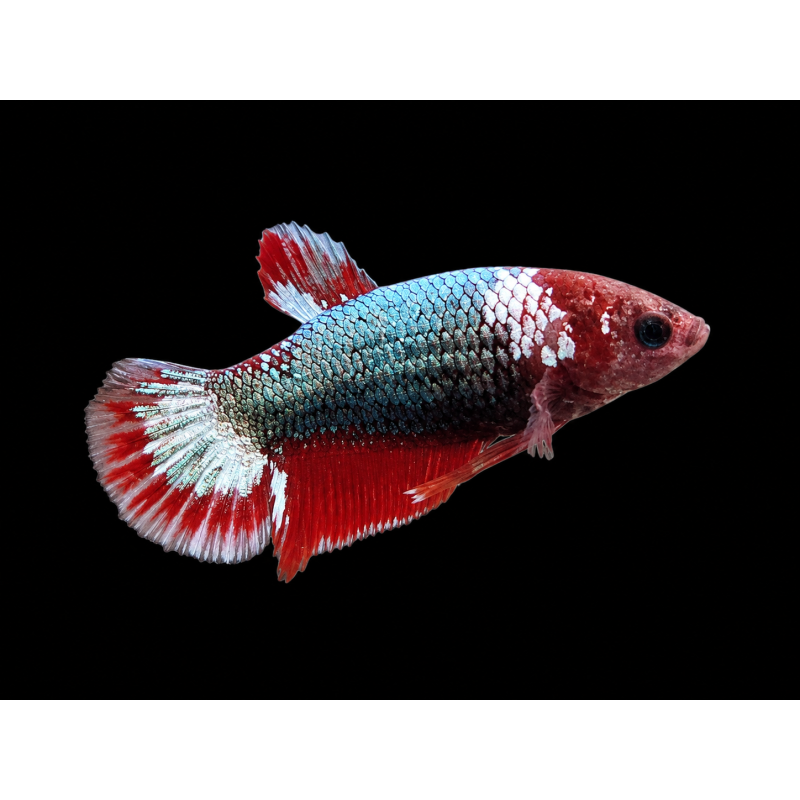 BETTA HEMBRA PLAKAT FANCY 4-5 CM (FOTO REAL)