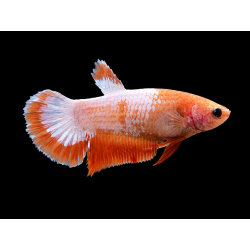 BETTA HEMBRA PLAKAT FANCY 4-5 CM (FOTO REAL)