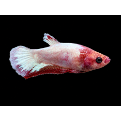 BETTA HEMBRA PLAKAT FANCY 4-5 CM (FOTO REAL)