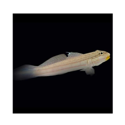 VALENCIAENNEA MURALIS