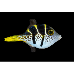 Paraluteres prionurus