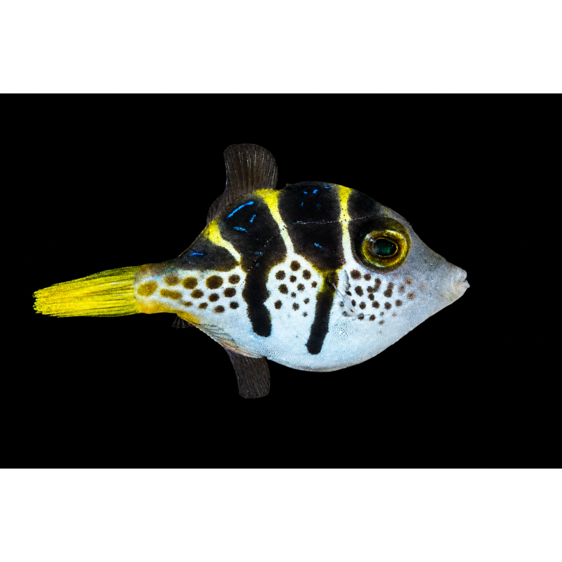 Paraluteres prionurus