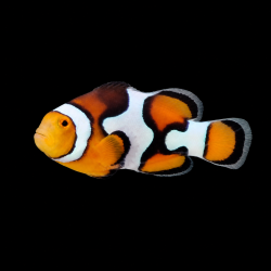 AMPHIPRION PERCULA PICASSO