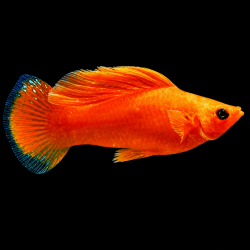 MOLLY  NARANJA OJOS ROJOS