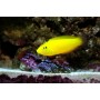 HALICHOERES CHRYSUS