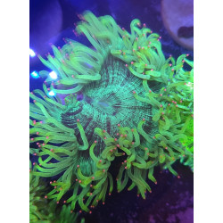 CATALAPHYLLIA (ELEGANCE CORAL)