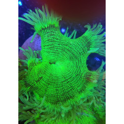 CATALAPHYLLIA (ELEGANCE) CORAL)