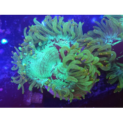 CATALAPHYLLIA (ELEGANCE) CORAL)