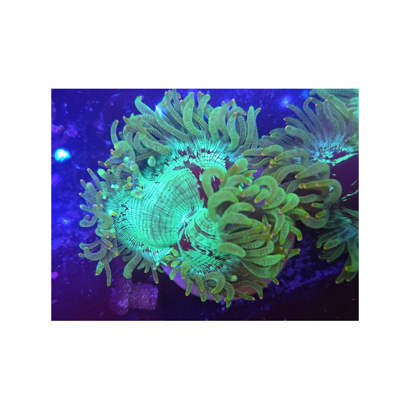CATALAPHYLLIA (ELEGANCE) CORAL)