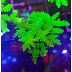 ACROPORA FROG SKIN