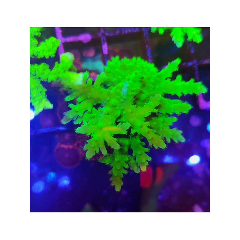 ACROPORA FROG SKIN