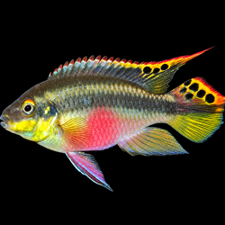 Kribensis PELVICACHROMIS PULCHER  2-3 cm