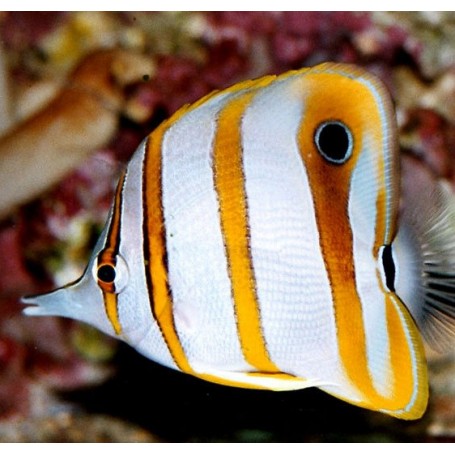 CHELMON ROSTRATUS