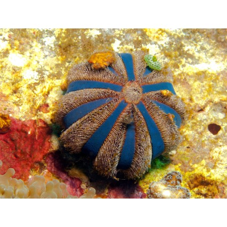 Mespilia globulus - 4.0 - 5.0 cm