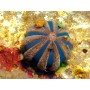 Mespilia globulus - 4.0 - 5.0 cm