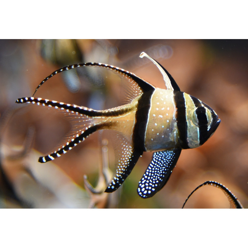 PTERAPOGON KAUDERNI SIZE M