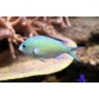 CHROMIS VIRIDIS