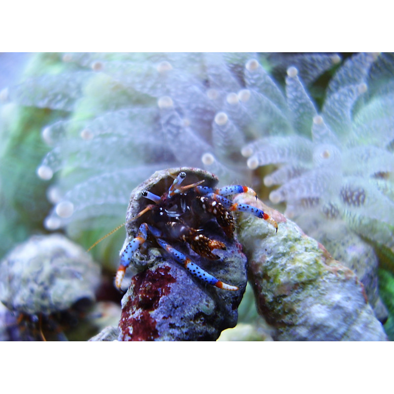 CLIBANARIUS TRICOLOR (EATS CYANOBACTERIA)