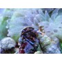 CLIBANARIUS TRICOLOR (COME CIANOBACTERIA)