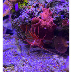 LYSMATA WUNDERMANI (AIPTASIA EATERS)