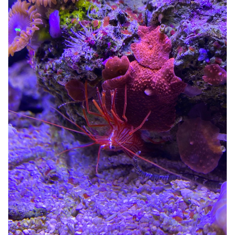 LYSMATA WUNDERMANI (AIPTASIA EATERS)