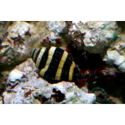 ENGINA MENDICARIA (EATS VERMETID WORMS)