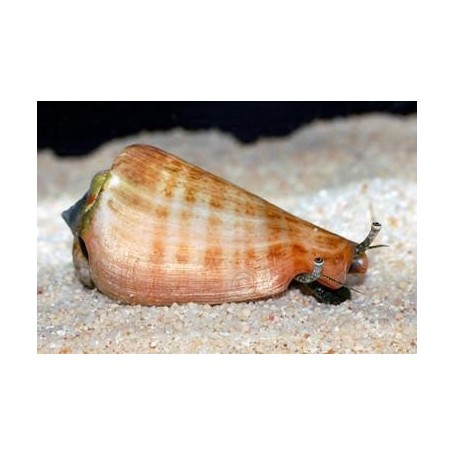 STROMBUS LUHUANUS