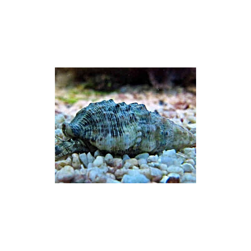 Cerithium Echinstum XXL