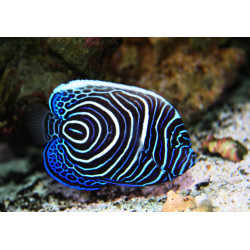 POMACANTHUS IMPERATOR SIZE SIZE SM