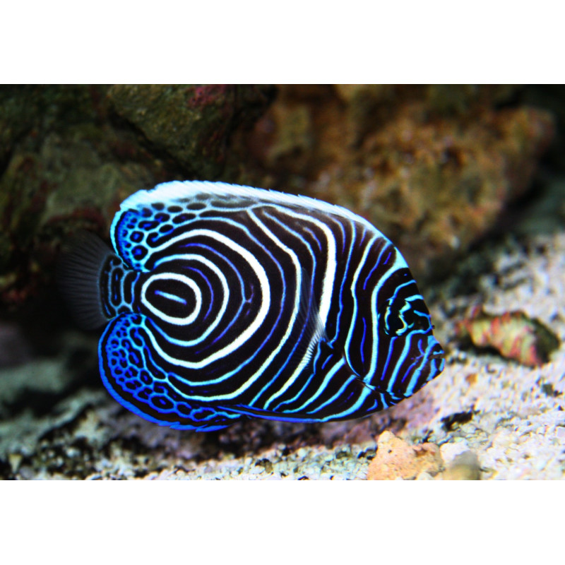 POMACANTHUS IMPERATOR SIZE SIZE SM