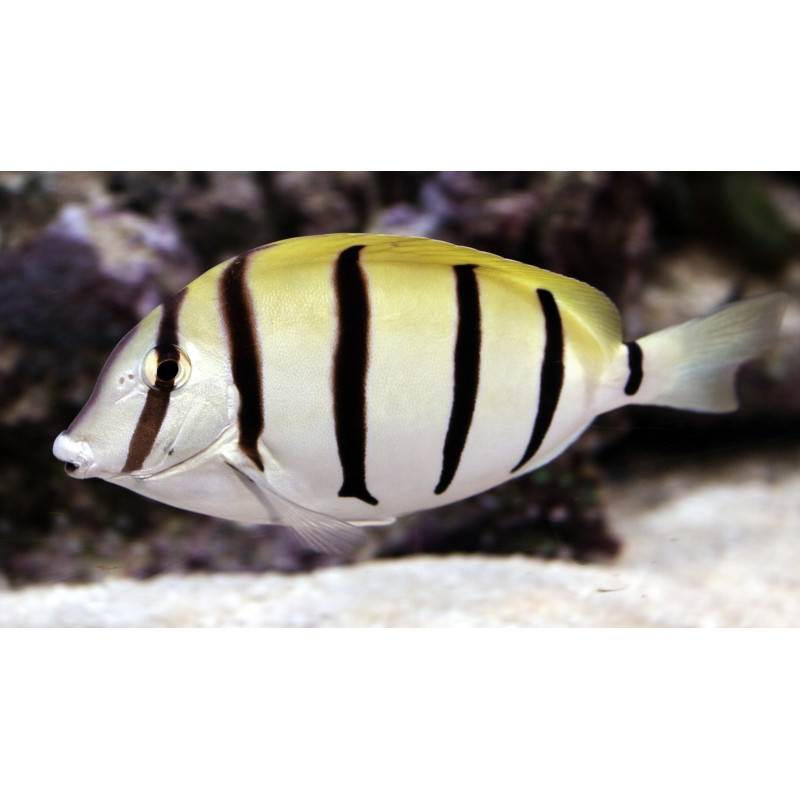 ACANTHURUS TRIOSTEGUS SIZE S