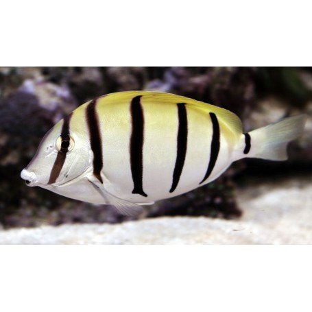 ACANTHURUS TRIOSTEGUS