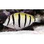 ACANTHURUS TRIOSTEGUS