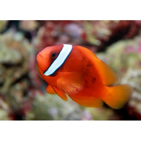 AMPHIRION FRENATUS