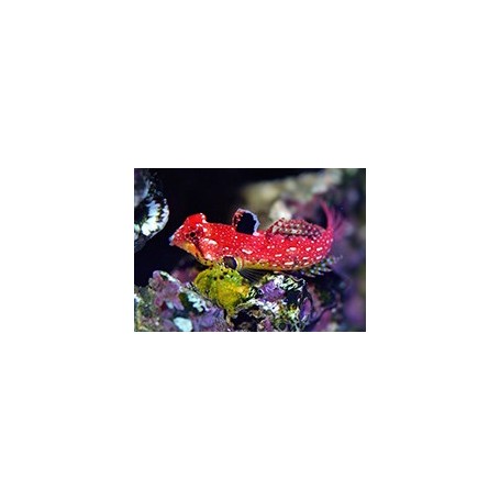 SYNCHIROPUS SYCORAX