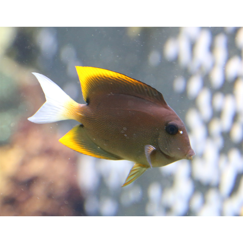 CTENOCHAETUS TOMINIENSIS TALLA SM