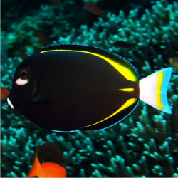 ACANTHURUS NIGRICANS SIZE M