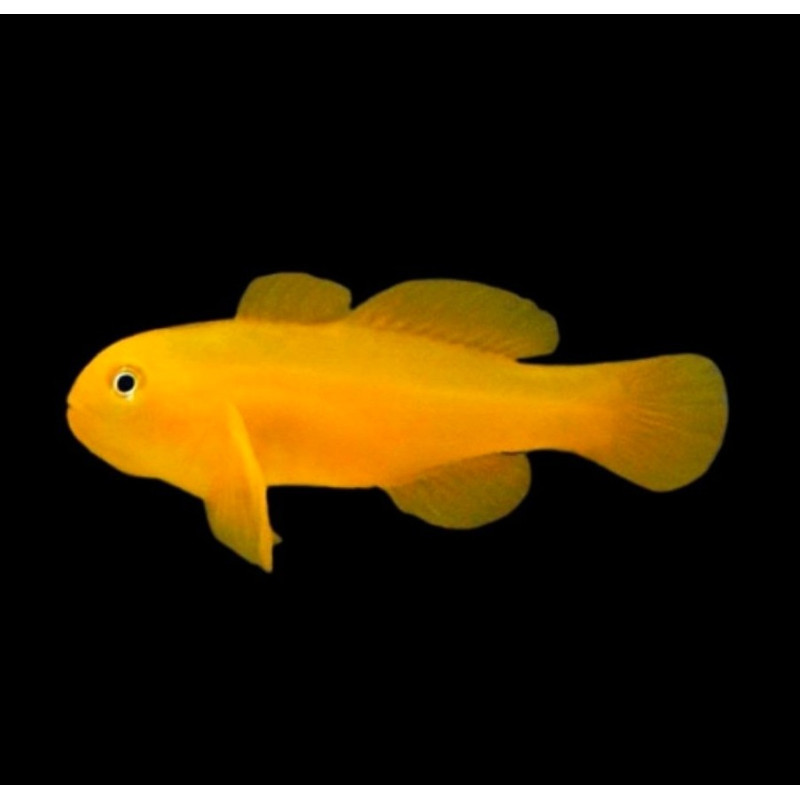 GOBIODON OKINAWAE talla M-L