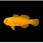 GOBIODON OKINAWAE