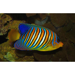 PYGOPLITES DIACANTHUS MALDIVAS (ANGEL REAL)