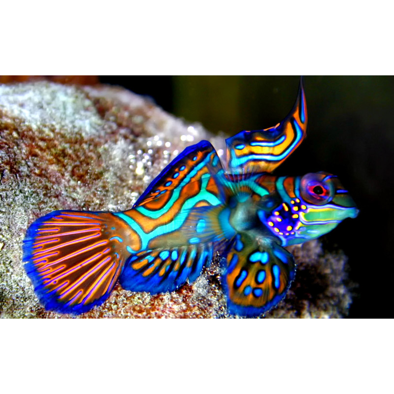 SINCHIROPUS SPLENDIDUS ML