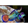 SINCHIROPUS SPLENDIDUS ML
