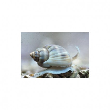 NASSARIUS VIBEX