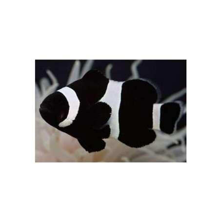 amphiprion ocellaris black