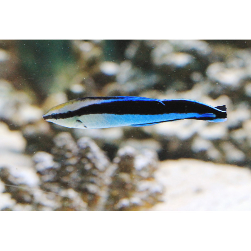 LABROIDES DIMIDIATUS